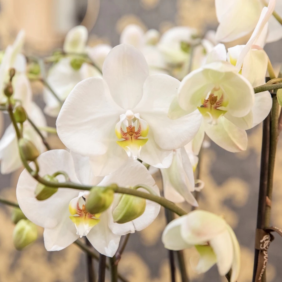Orchidees-stanislas-ducreux
