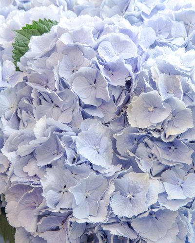 fleur-hortensia-fleuriste-monaco