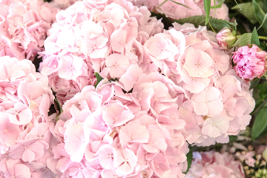 hortensia-fleuriste-menton