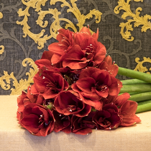 Focus-Amaryllis-rouge-bouquet-SD