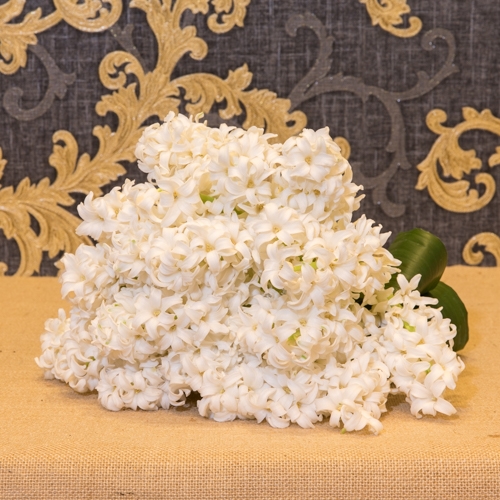 Focus-Bouquet-jacinthes-blanc_SD