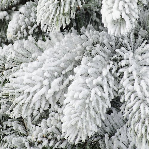 sapin-blanc-nordmann
