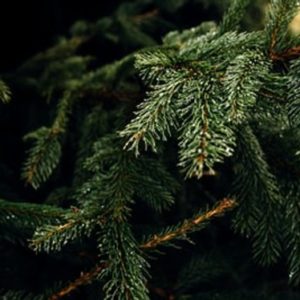 Sapin Nordmann vert