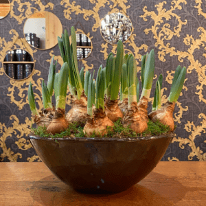 Coupe de Jonquilles